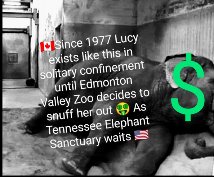 JulieKi53713414's tweet photo. 🐘🇨🇦🚨⚠️
Edmonton looks like THIS⚠️
Poor precious TORTURED ABU$ED STABBED POI$ONED NEGLECTED Lucy looks like THIS MOSTLY since 1977‼️🤮😭
1977🤯👿🤬
ALL as Dr Patricia London's Mar21/23 assessment EXPLICITLY states @ElephantsTN ASAP ‼️🇺🇸
#EVIL 🤑👿🤬
#FollowTheMONEY
🌏🙏🏽🐘 https://t.co/iVttaYBrvN
