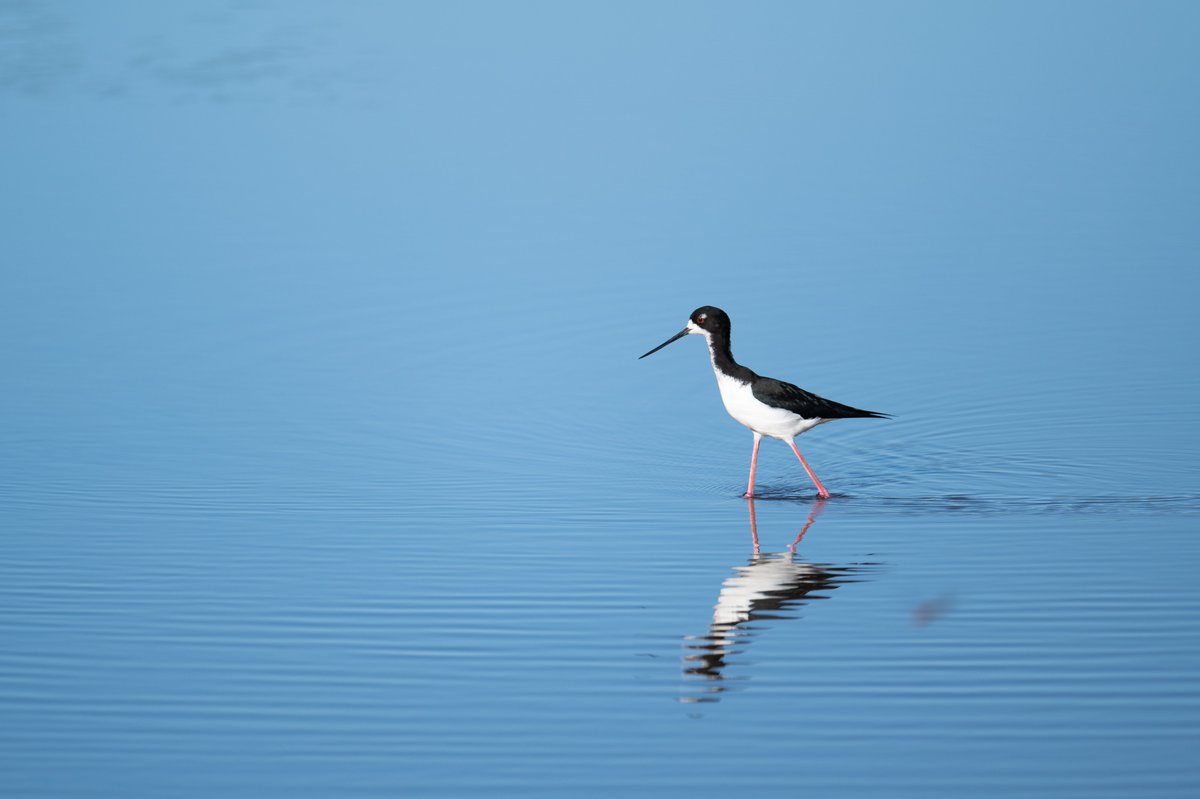 When I grow up, I’m going to have long, beautiful pink legs. The Hawaiian stilt, or ae‘o, has some of the longest legs relative to body size in the bird world! USFWS photos: L. Beauregard, L. Smith