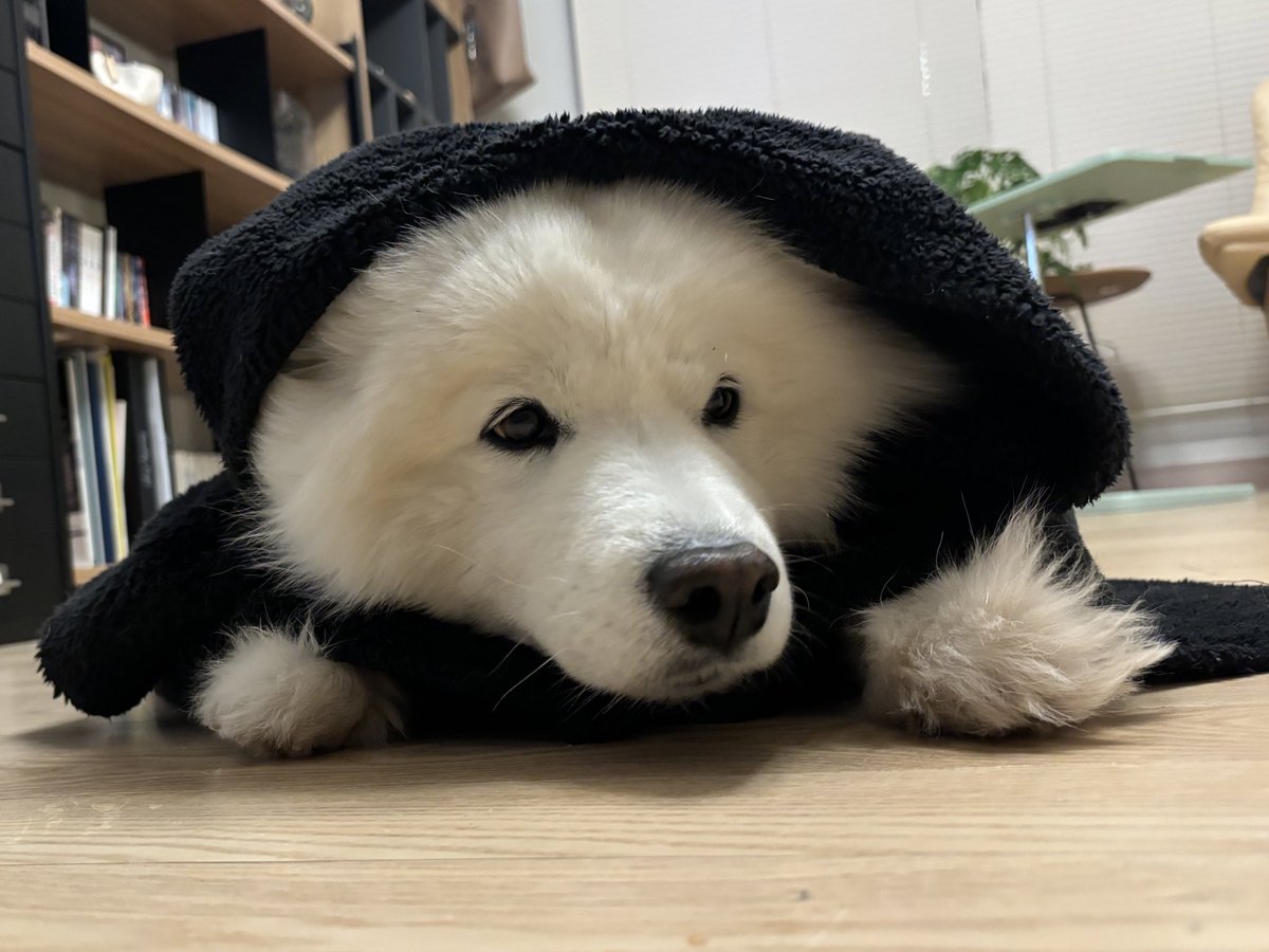 너발이 어떻게 그렇게 생겼니