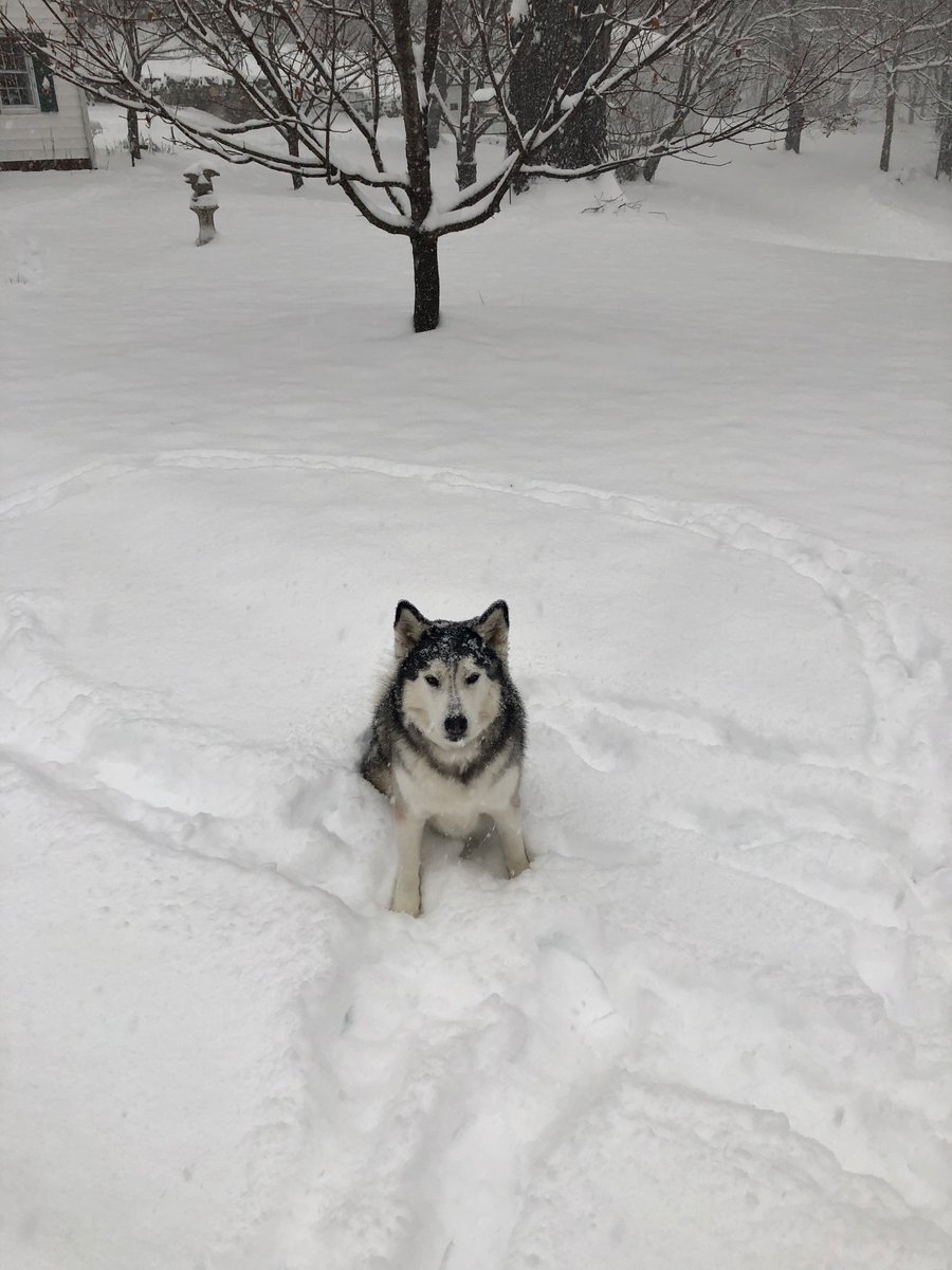 WeddingNiche's tweet photo. Snow day at Keep Tryst Manor! #snowday https://t.co/vGadFBkQbU https://t.co/TSpSQabTx9