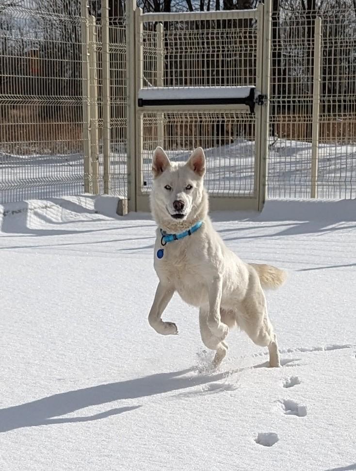 bestfriends's tweet photo. The dogs at our Pet Resource Center in #Arkansas enjoyed a fun snow day! ❄️

Noel with @TaysiaBlue was quite the zoomie queen, &amp; Beau, with our team, did his best catching snowballs! #Adopt these snowbirds today! ⛄

Noel: https://t.co/YdT5m8goSA
Beau: https://t.co/4wrf1jfDOZ https://t.co/bq8m1TqDFB