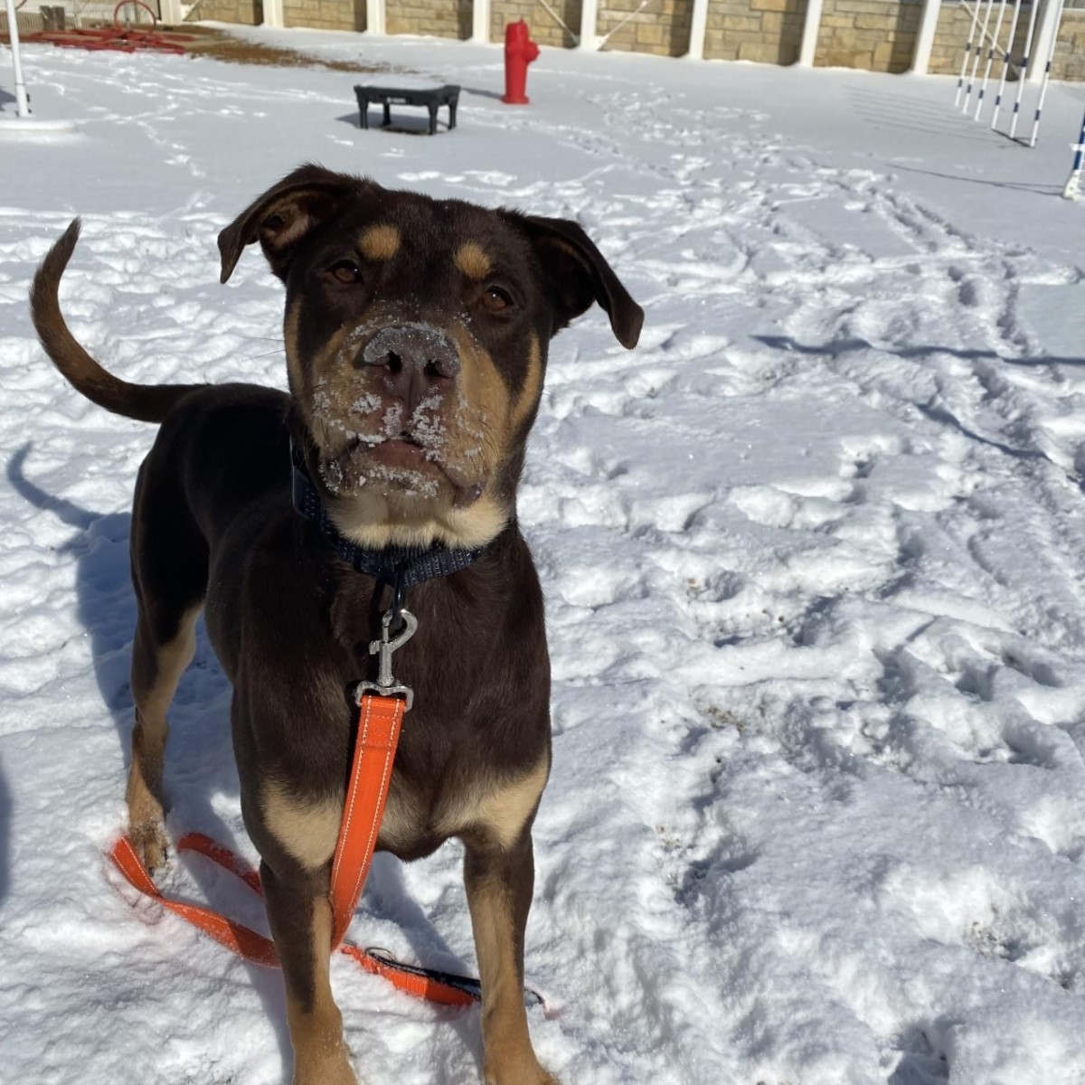 bestfriends's tweet photo. The dogs at our Pet Resource Center in #Arkansas enjoyed a fun snow day! ❄️

Noel with @TaysiaBlue was quite the zoomie queen, &amp; Beau, with our team, did his best catching snowballs! #Adopt these snowbirds today! ⛄

Noel: https://t.co/YdT5m8goSA
Beau: https://t.co/4wrf1jfDOZ https://t.co/bq8m1TqDFB