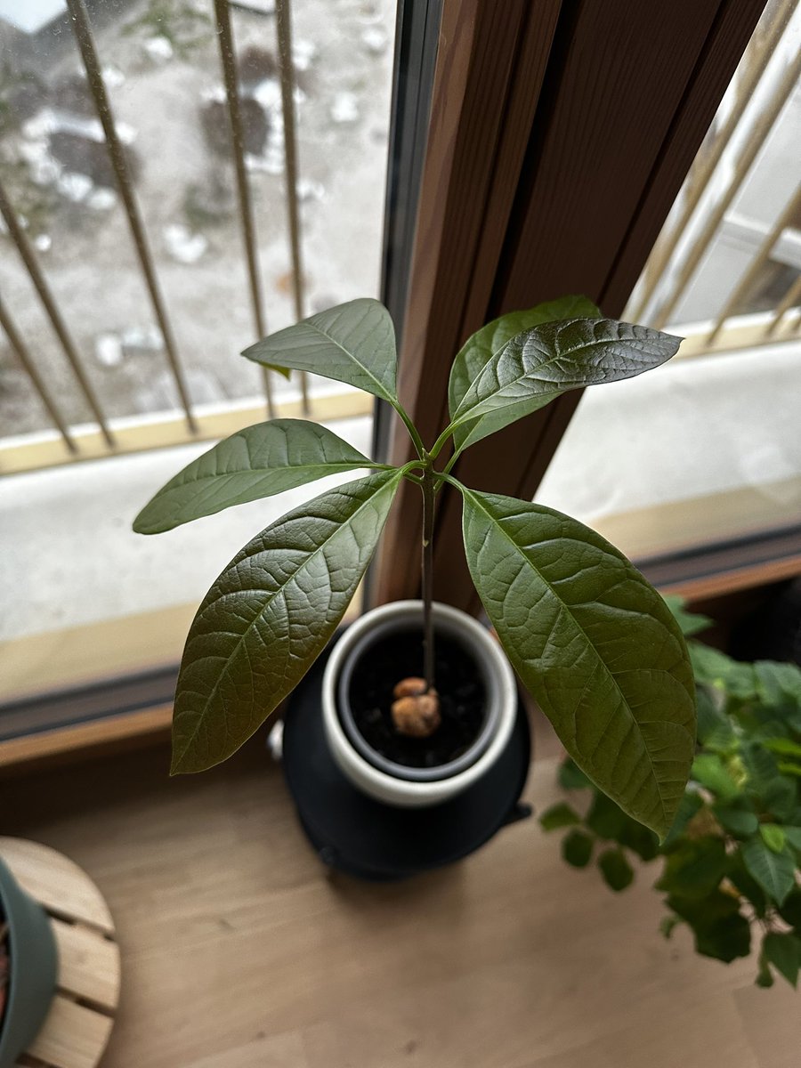 JayaneStory's tweet photo. He’s growing! 😍 https://t.co/y3XLd8fnqR