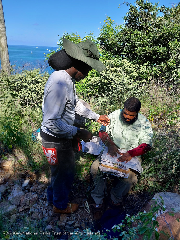 **Job Alert!** Come and work with us on the Biodiversity metrics for conservation management in the British Virgin Islands. We are looking for a Research Assistant in Spatial & Data Analysis to help us with species distribution models. Full details here> careers.kew.org/vacancy/resear…