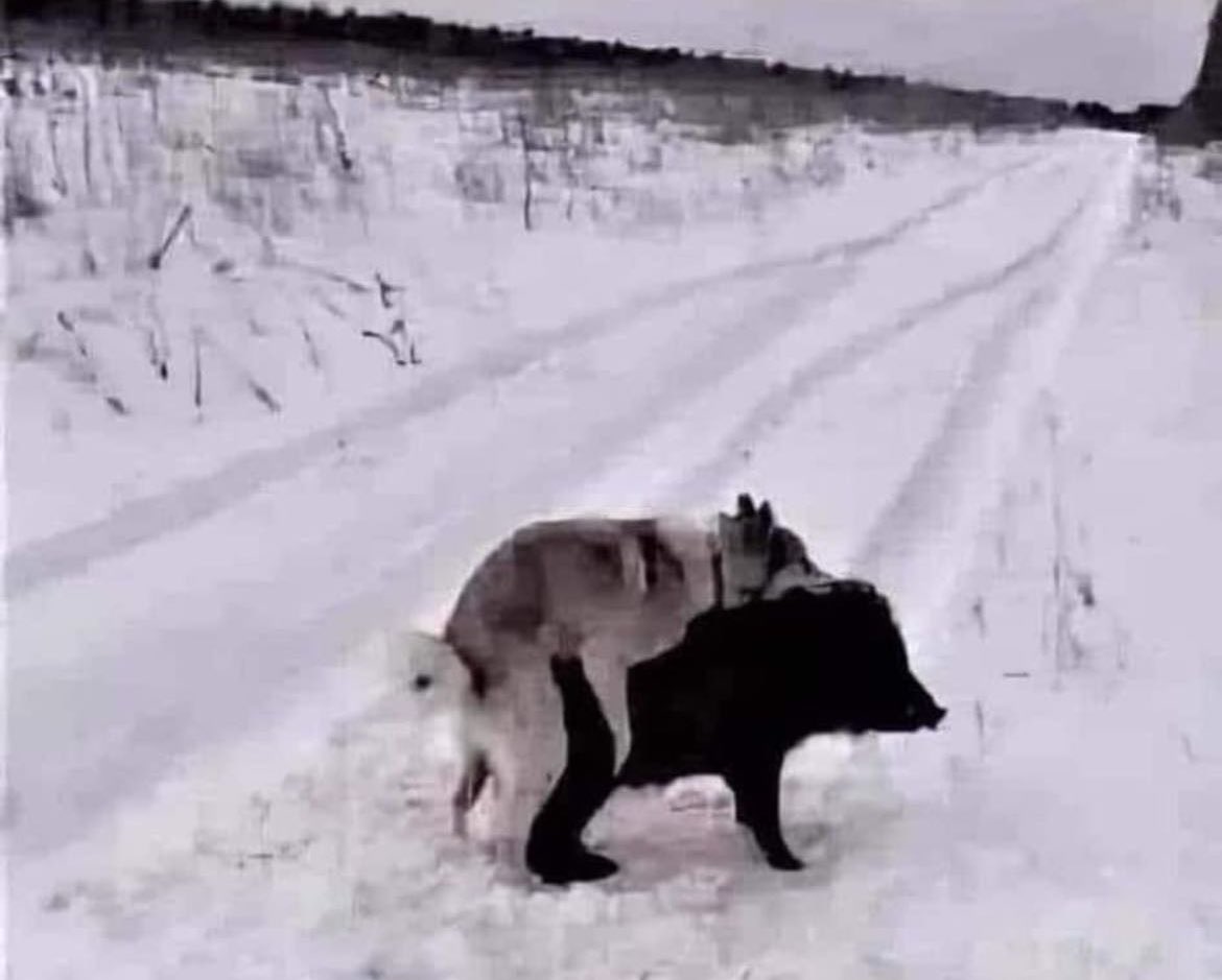 fred_om28's tweet photo. A VENDRE 
Chien de chasse,peu utilisé,car il est vraiment trop con…. https://t.co/2SvAWXuGvG