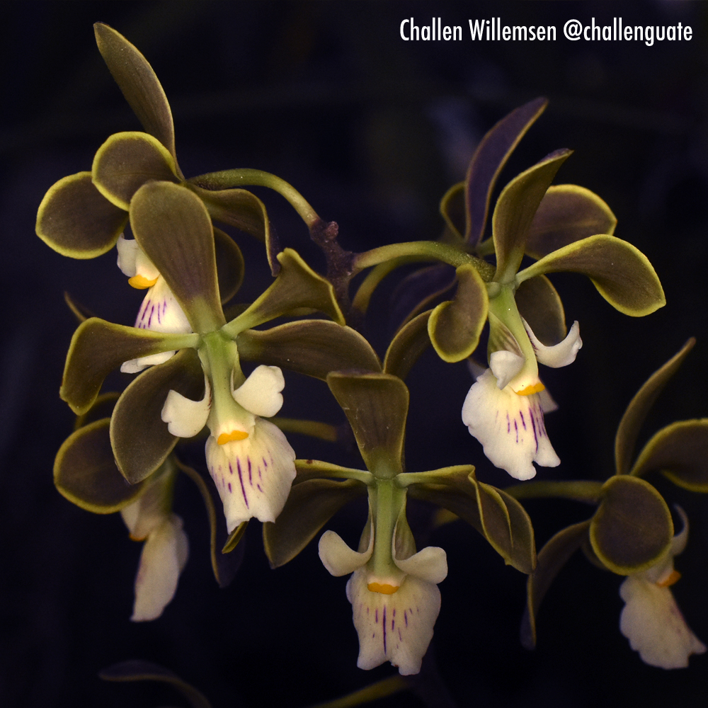 Encyclia is one of my favorite orchid genera. This is Encyclia naranjapatensis, an Ecuadorian species. #orchids #orchidspecies #orchidaceae #flowers #epiphytes #plants #nature #encyclia #botany #flora #ecuador