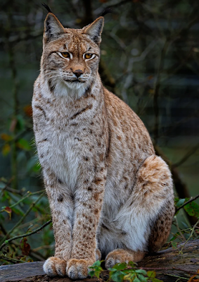 WeltResa's tweet photo. Die seltensten #Wildtiere #Deutschlands - Eine bedrohte Vielfalt
Deutschland ist bekannt für seine vielfältige #Tierwelt, die von majestätischen #Hirschen bis hin zu niedlichen #Eichhörnchen reicht. 
https://t.co/0j2SU9HdN1 https://t.co/nkShrHW174