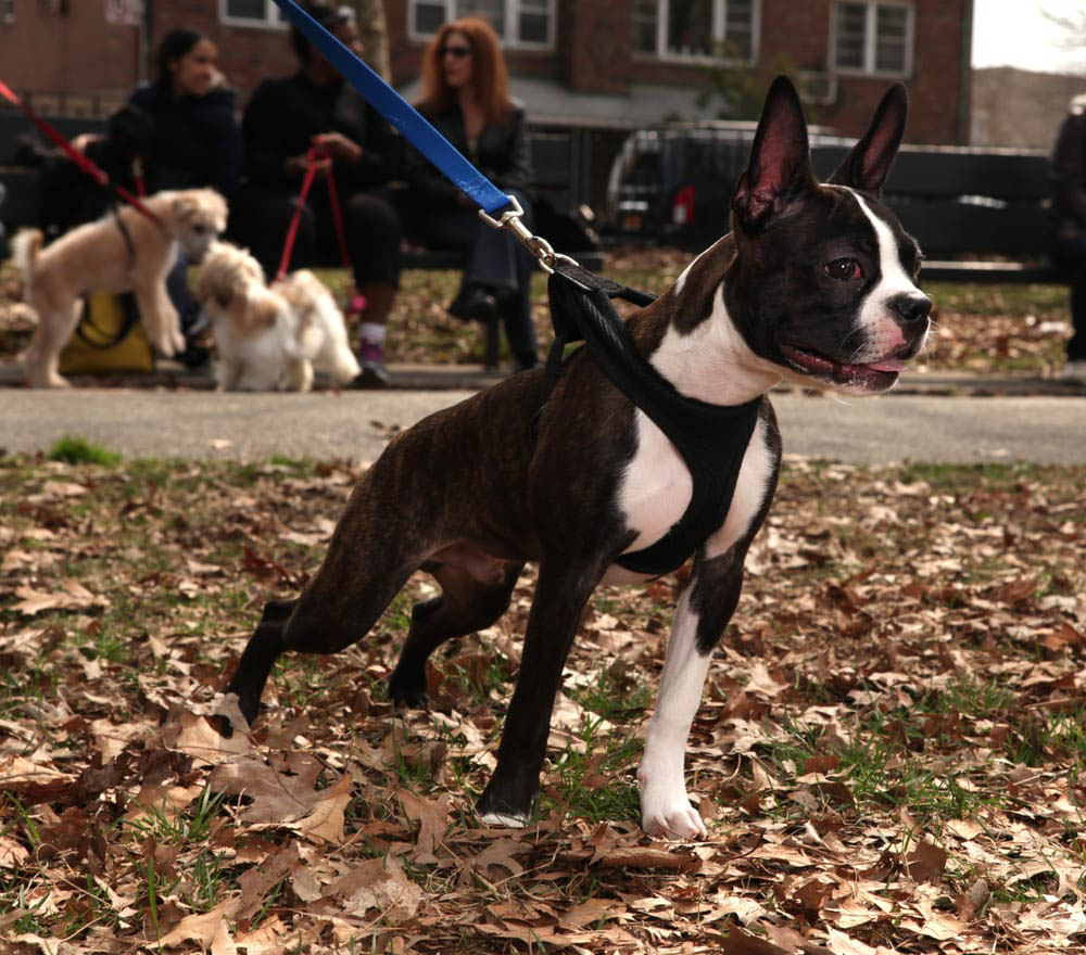 ABCsofDogT's tweet image. Looking for dog behavior modification services? Our experts specialize in addressing common manner challenges of your furry pet and creating personalized solutions for lasting change. Visit us today to learn more.

#DogBehaviorModification #Queens bit.ly/3G0S5gG