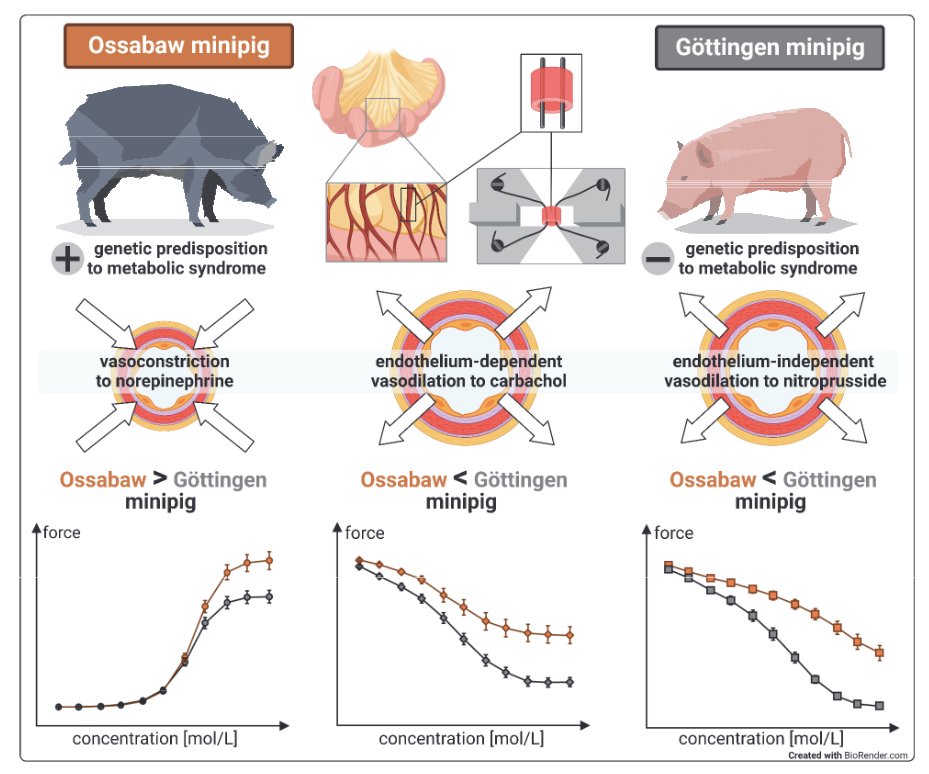 ajpheartcirc's tweet photo. #ArticlesInPress: Differences in #vasomotor function of #mesenteric arteries between Ossabaw minipigs with predisposition to metabolic syndrome and Göttingen minipigs
(Eickelmann et al.)
https://t.co/HByOMdQtDL
@PKleinbongard @helmut_lieder @ChEickelmann
#geneticpredisposition https://t.co/HI8OnhZvjA