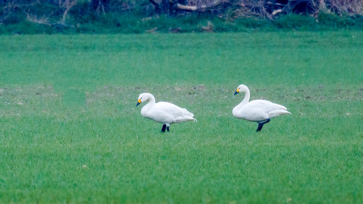 martinroper5462's tweet photo. Several Bewick's with the 200+ Whooper's at #Branton #Doncaster this morning along with 100+ Brambling 250+ Linnet and a Peregrine falcon #Birds @DonnyBirding @BirdDoncaster https://t.co/fCAC0W2xkU