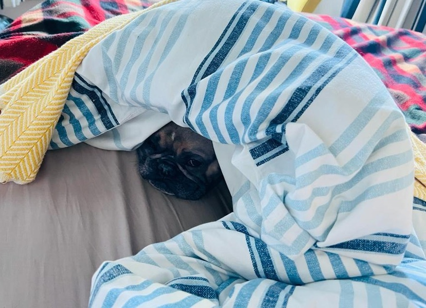 Bellyproof's tweet photo. Izz very cold 🥶🥶🥶
#bellyproof #frenchbulldog #Frenchie #frenchies https://t.co/RHlpzpazXD
