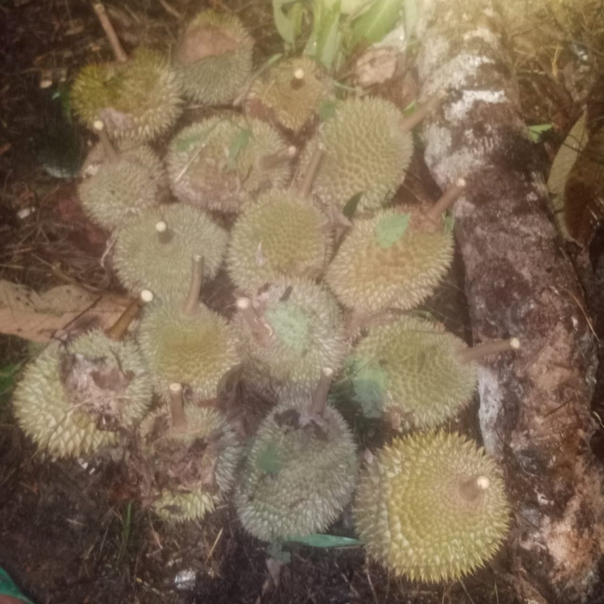 CbnOp20143's tweet photo. @windadanisa Mau belah duren ngak https://t.co/KDXgx952bY