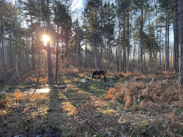 KentWildlife's tweet photo. Lovely photos taken by Keeley Atkinson (Head of Wilder People & Places) at the Blean woodland yesterday for a butterfly conservation group meeting. 🦋🐽
#blean #conservationproject #wilding https://t.co/XWkGtM0WBV