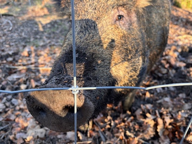 KentWildlife's tweet photo. Lovely photos taken by Keeley Atkinson (Head of Wilder People & Places) at the Blean woodland yesterday for a butterfly conservation group meeting. 🦋🐽
#blean #conservationproject #wilding https://t.co/XWkGtM0WBV