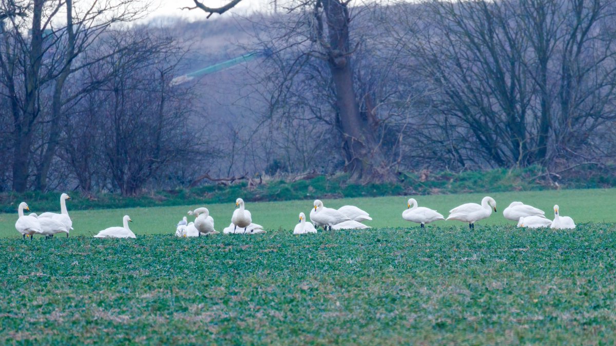martinroper5462's tweet photo. Several Bewick's with the 200+ Whooper's at #Branton #Doncaster this morning along with 100+ Brambling 250+ Linnet and a Peregrine falcon #Birds @DonnyBirding @BirdDoncaster https://t.co/fCAC0W2xkU