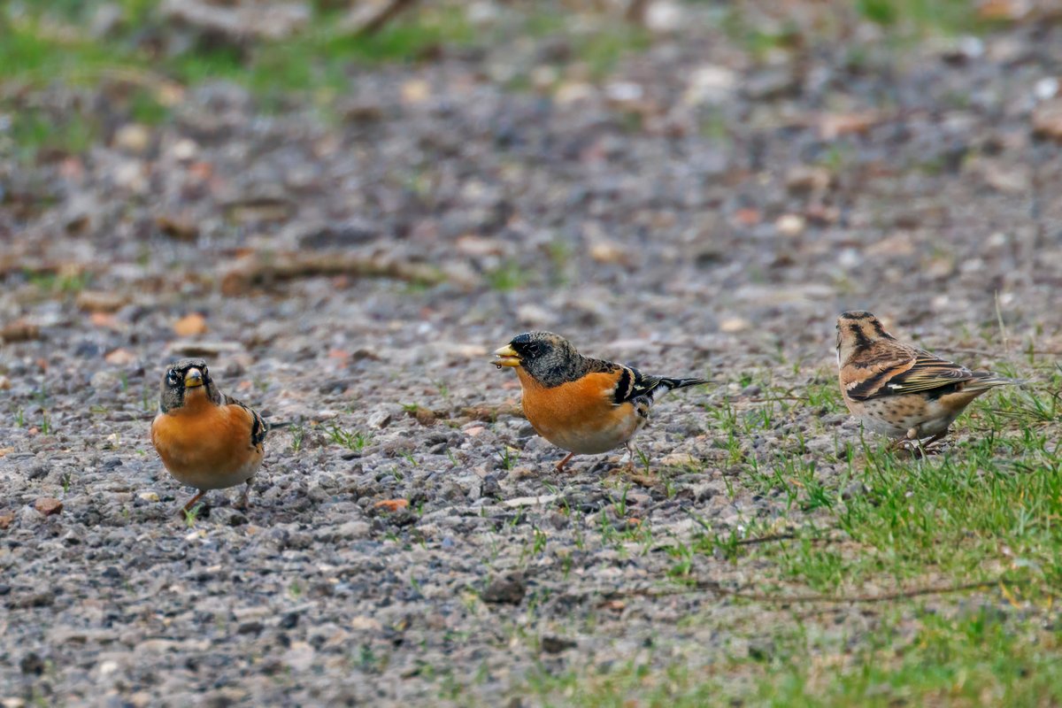 martinroper5462's tweet photo. Several Bewick's with the 200+ Whooper's at #Branton #Doncaster this morning along with 100+ Brambling 250+ Linnet and a Peregrine falcon #Birds @DonnyBirding @BirdDoncaster https://t.co/fCAC0W2xkU