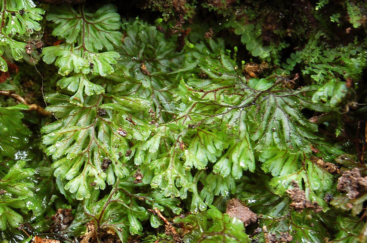 Deep in the Quantock Hills in Somerset lies Holford Combe - the streamside is rich in #mosses & liverworts and is home to the tiny Tunbridge Filmy-fern (Hymenophyllum tunbrigense) #NatureoftheQuantocks @FrofQuantock @SomersetWT @BSBIbotany @BBSbryology