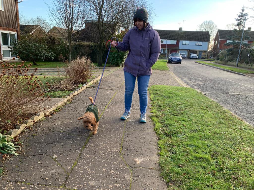 madauntyanne's tweet photo. Brody had his first little walk out in the big wide world today! He seemed to really enjoy it and was very confident! The jumper heโs wearing belonged to Alfie, so heโs already nearly as big! ๐ถ #puppy #cavapoo #cavapoopuppy https://t.co/raf41FtmKV