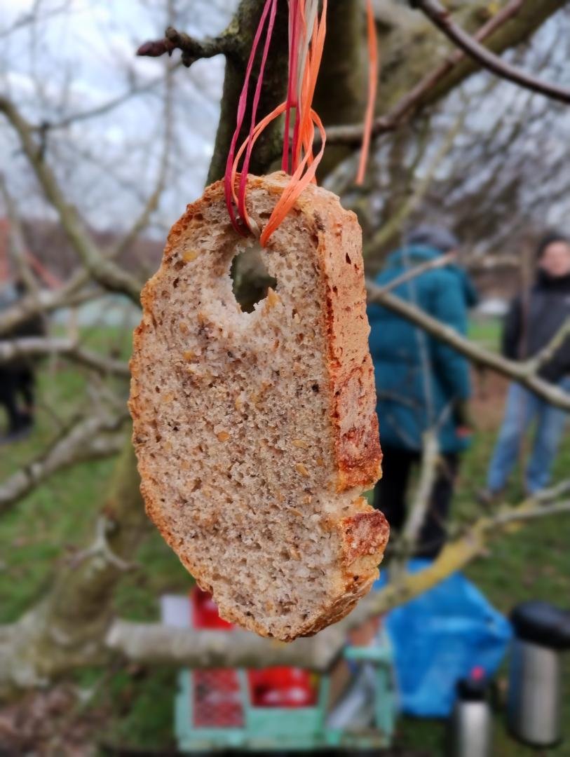 SPUGHackney's tweet image. Terrific turnout in Springfield Park to celebrate the annual Wassailing at the orchards with traditional songs to wake up the fruit trees from their winter slumber with a toast offering hung on the branches in hope for good harvests to come - great photos from SPUG member Deborah