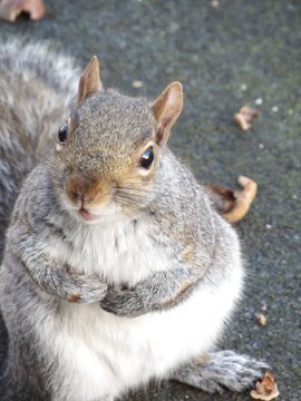 Nesquik1962's tweet photo. @HippySquirrel Indeed an audience when things are troubling you. #Scarfy https://t.co/iWmIoXc9qt