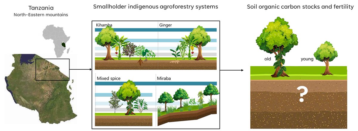 New in Geoderma Regional: “Soil organic carbon stocks and fertility in smallholder indigenous agroforestry systems of the north-eastern mountains, Tanzania” by O D Kimaro, E Desie, B Verbist, D N Kimaro, K  Vancampenhout, K-H Feger
sciencedirect.com/science/articl…