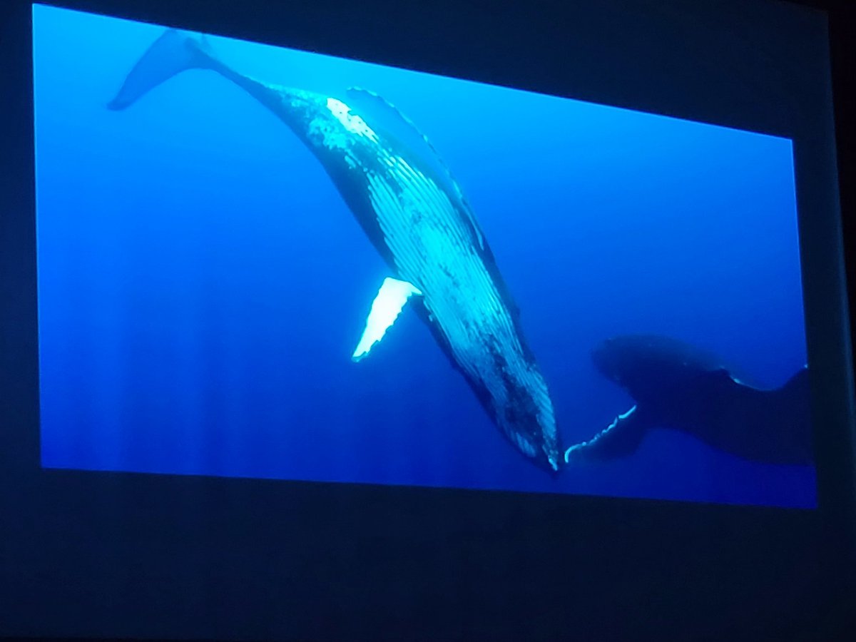 Intergénération expertise: Mme Gadet (@cgadet) on Twitter photo Conférence intergénérationnelle E3D sur les océans avec M.Sarano océanographe, M.Heuze vidéaste +projection du film "les gardiennes de la planete" en présence du réalisateur M. Lièvre. 520 écoliers, collégiens et lycéens étaient présents.
<a href="/Academie_Paris/">Académie de Paris</a> #E3D #intergénération Conférence intergénérationnelle E3D sur les océans avec M.Sarano océanographe, M.Heuze vidéaste +projection du film "les gardiennes de la planete" en présence du réalisateur M. Lièvre. 520 écoliers, collégiens et lycéens étaient présents.
<a href="/Academie_Paris/">Académie de Paris</a> #E3D #intergénération