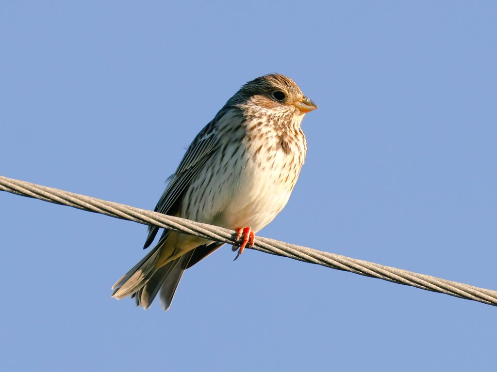 Sardinian Warbler (F), Robin, Meadow Pipit and Corn Bunting, a few of over fifty bird species observed in a winter day at Izmir Bird Paradise #BirdsofTurkiye #BirdsSeenIn2024 #birdwatching #birds #wildlife #naturelovers