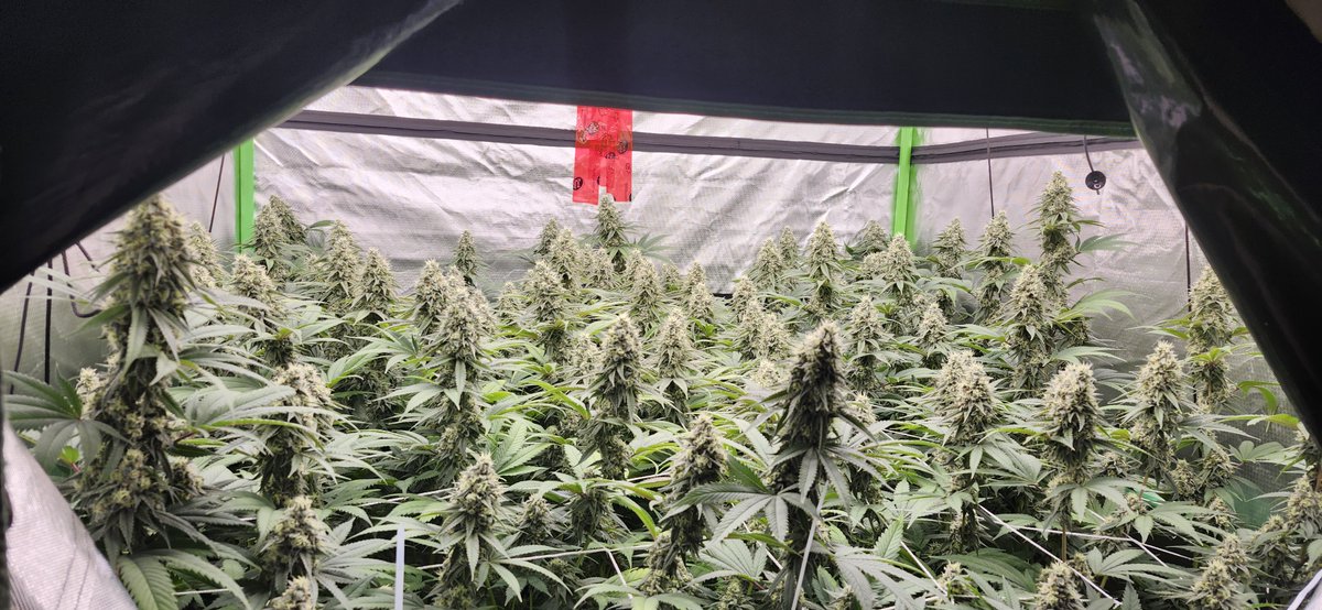 Hidden Harvest Cannabis Nursery tweet media