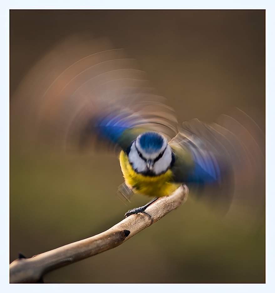 Is this a wind up? #bluetit