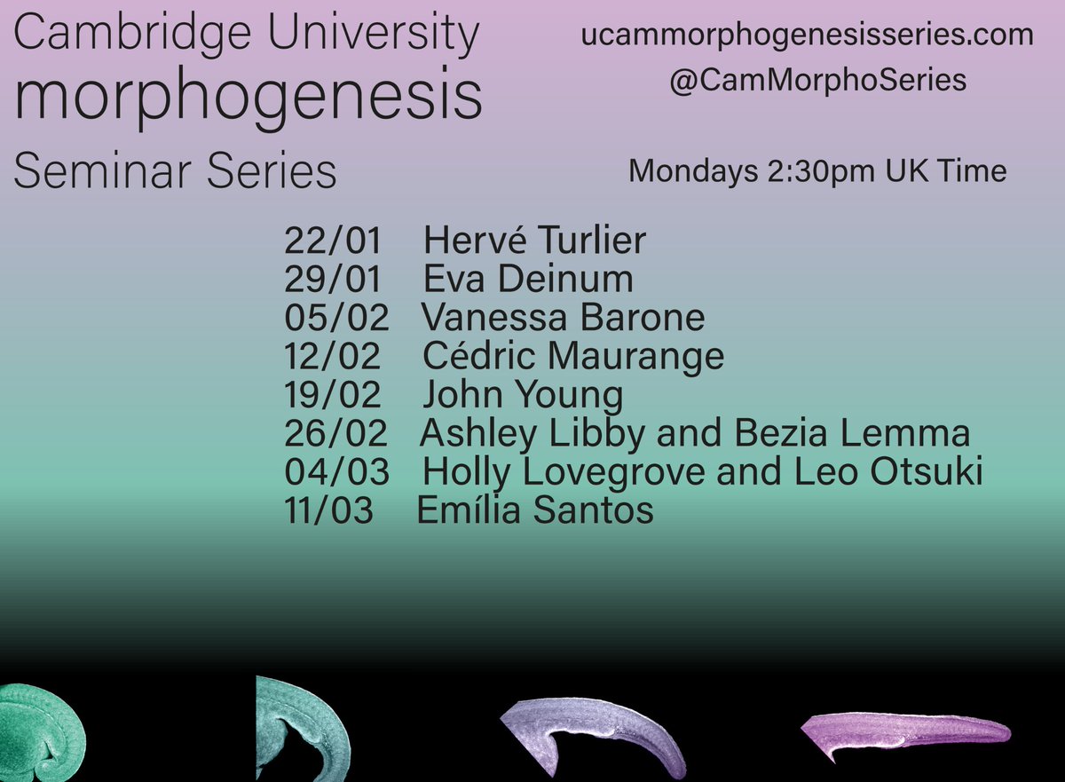 Calling morphogenesis enthusiasts! We are excited to announce this term's speakers! Looking forward to seeing you all online (and in-person) starting next Monday - see more info on our webpage ucammorphogenesisseries.com