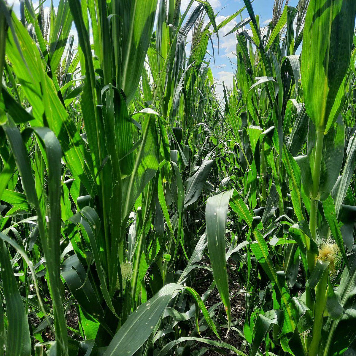 Recorrida #LER DK La Nevada 🙌🌽

Acompañando al productor en todo el ciclo del cultivo.