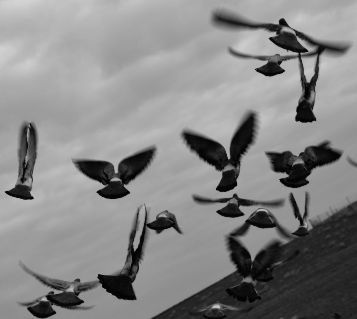 Insta: instagram.com/myartsypieces/

#pigeons #birds #nature #photography #photographer #myartsypieces #blackandwhite #b&w #blackandwhitephotography #art #ilovephotography #photooftheday #artphotography #artphoto #artphotographer #bestphoto