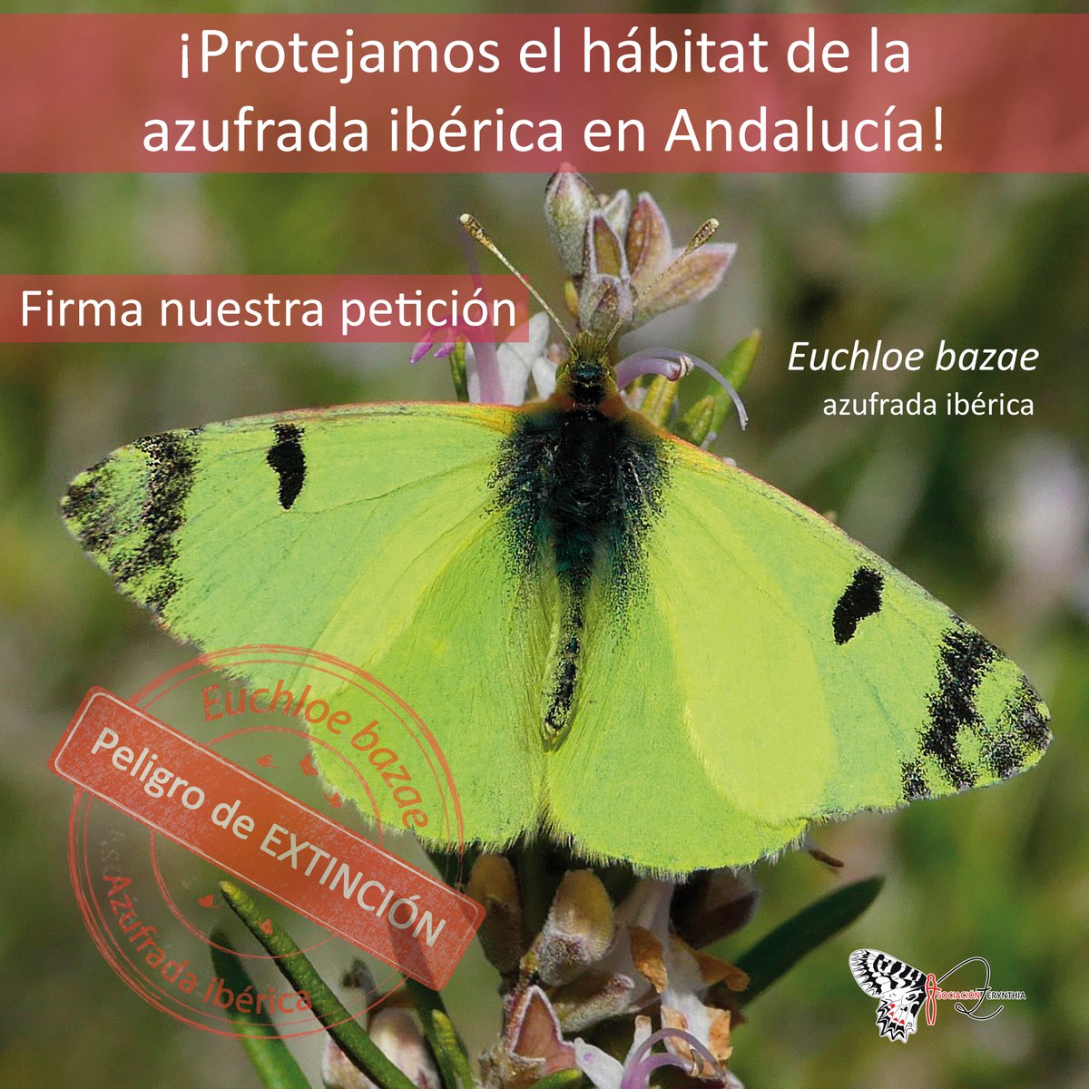 🚨¡ALERTA! La mariposa "Euchloe bazae" (azufrada ibérica) y su hábitat se encuentran amenazados en Andalucía. Desde ZERYNTHIA lanzamos una campaña en <a href="/change_es/">Change.org España</a> para su protección. ¡Tu firma es clave! Firma y apoya aquí: chng.it/LzdNnbPcD2 #SalvemosLaAzufrada 🦋