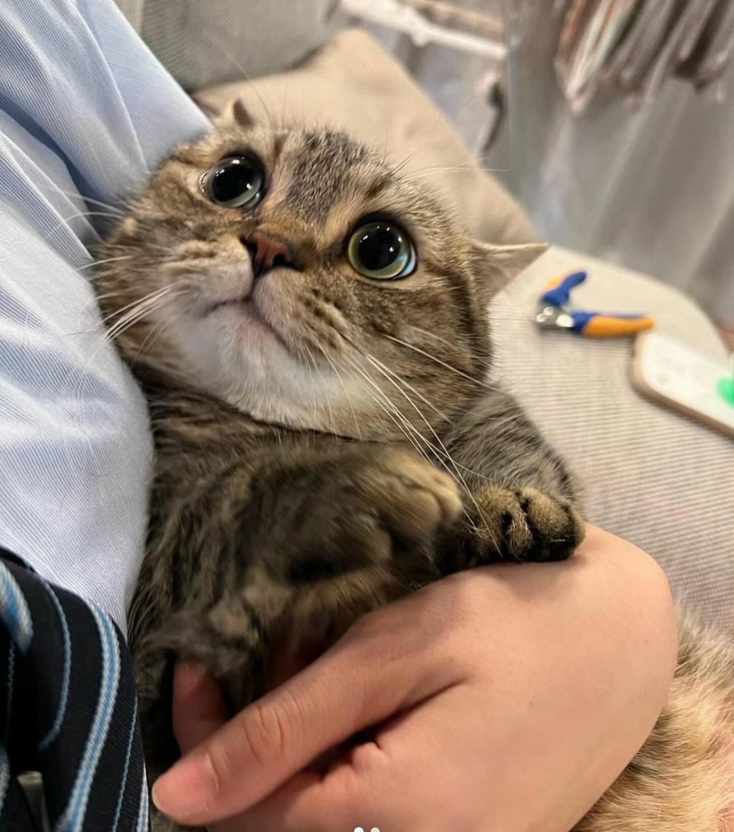 cats with powerful impression 🐾 tweet media