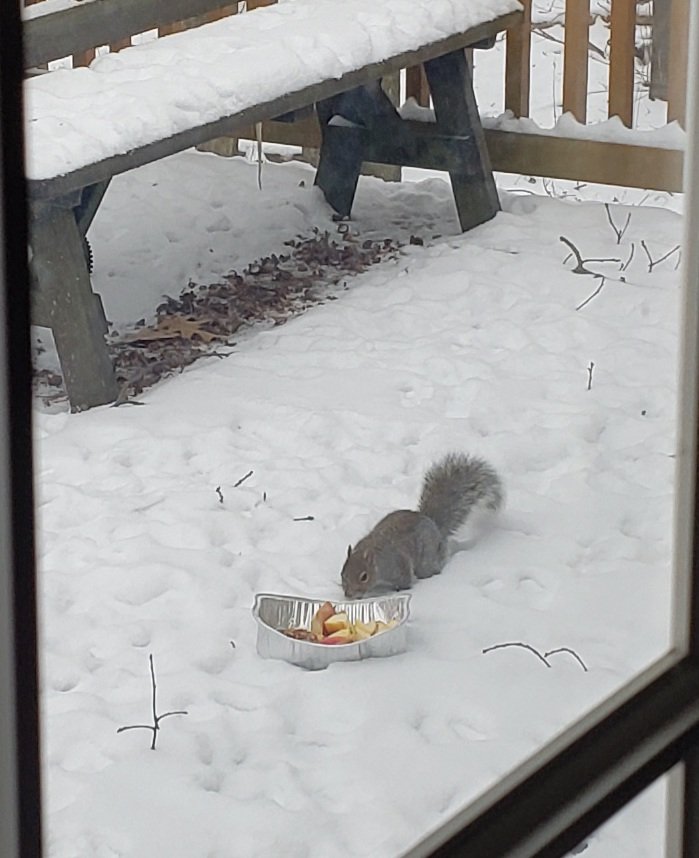 Saw 3 squirrels fighting to get into this nest, only 1 made it. Felt sorry for them out in this weather (NEPA). Put out some walnuts and cut up apples.  The 1 in the nest didn't come back out, but I don't blame them,lol.