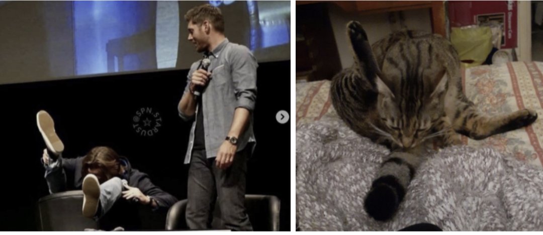 I can never unsee this now. I'm so going to hell for this. 🤣🤣🤣🤣
(Not my cat btw)
<a href="/jarpad/">Jared Padalecki</a>