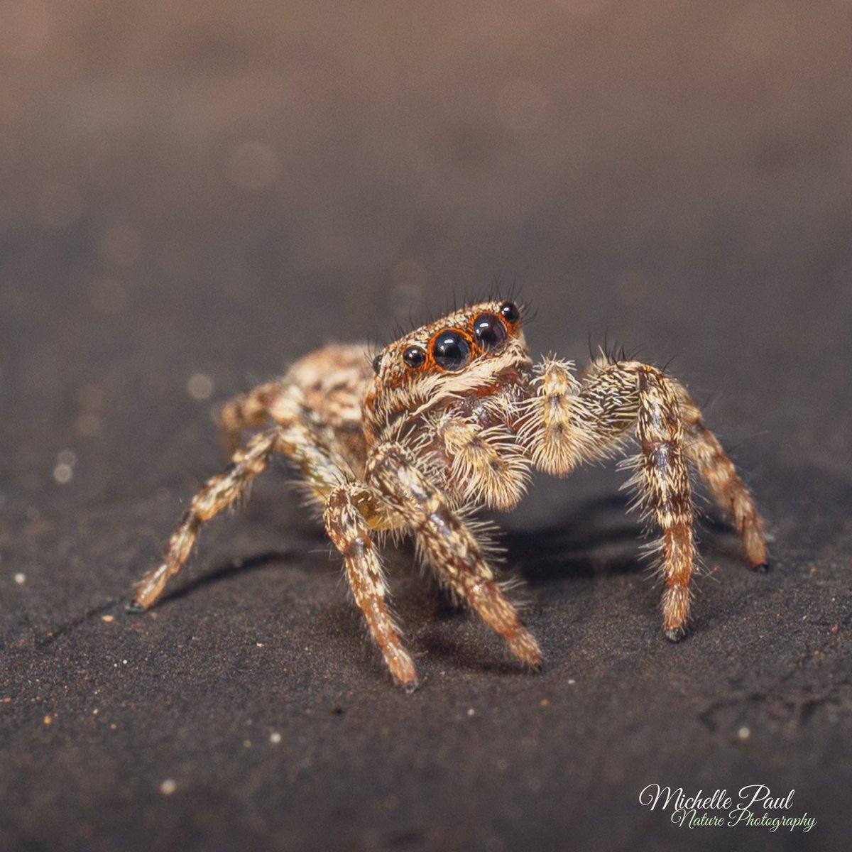 This is the only photo I've taken of a fencepost jumping spider 🕷️ They're just too cute! I can't wait to dust off my macro lens this year! 📸 #TwitterNatureCommunity #TwitterNaturePhotography #nikonphotography #nikkor #Nikon #spiders #Arachnology #marpissamuscosa