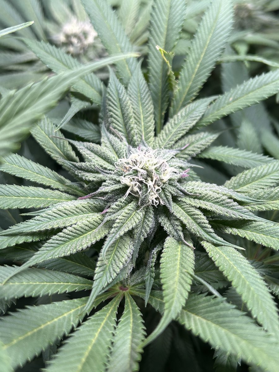 AvantGrow's tweet photo. DO SI DOS #33 🌸 end of week F4. Producing some lovely anthocyanins on the tips! The buds are super solid too 💜 #420community #Mmemberville #cannabisgrower #cannabisculture #cannabisindustry #cannabislife #cannabissociety https://t.co/zs2t5TCgBj