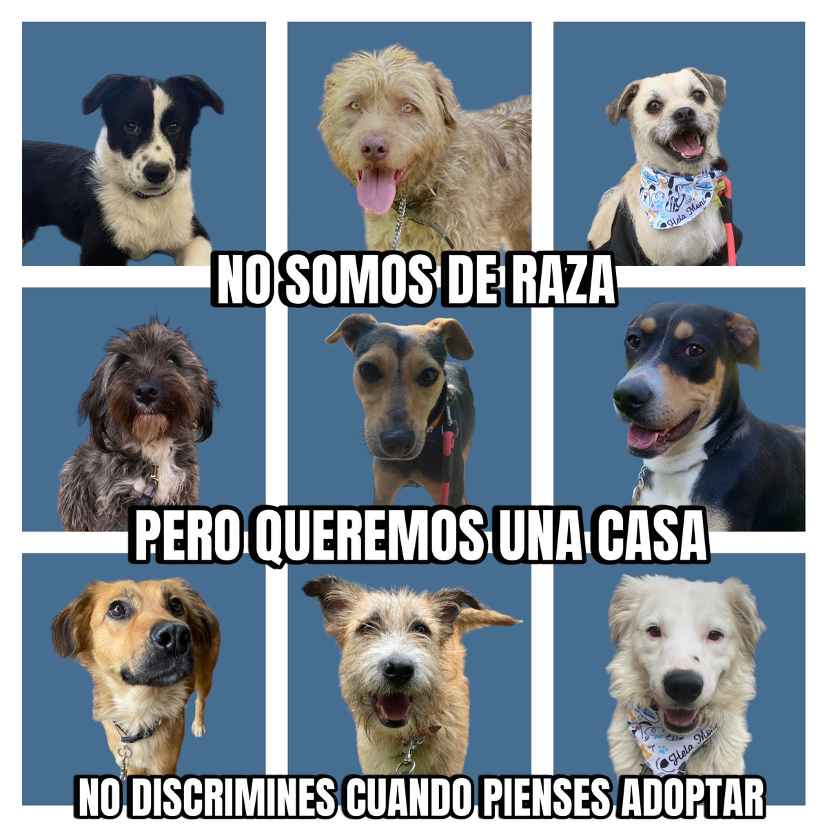 HELA_MORE's tweet photo. Amigos tenemos varios perritos rescatados esperando ser adoptados ♥️
Algunos ya llevan mucho tiempo esperando 🥺
Les hicimos la promesa de encontrarles familias amorosas y hermosos hogares.
Denles una oportunidad 🫶🏻
Estamos en Ciudad de México 🇲🇽 https://t.co/HwybtUA3Rm
