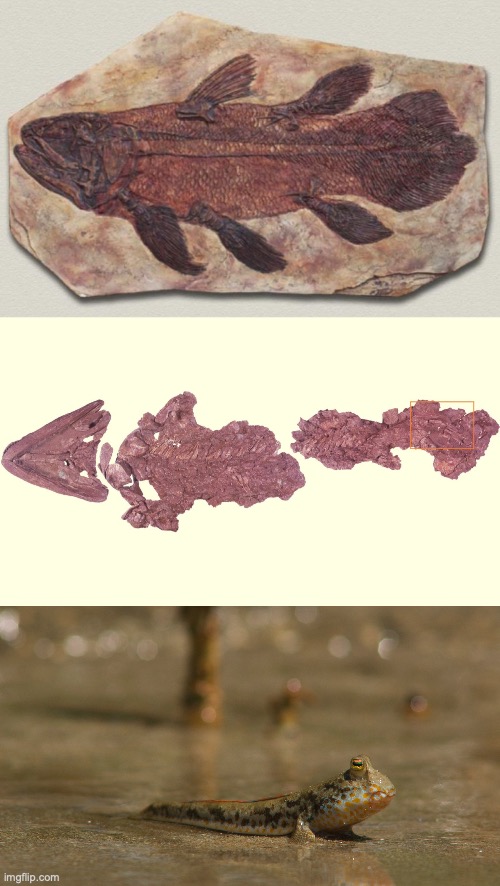 Not Evolution tweet media