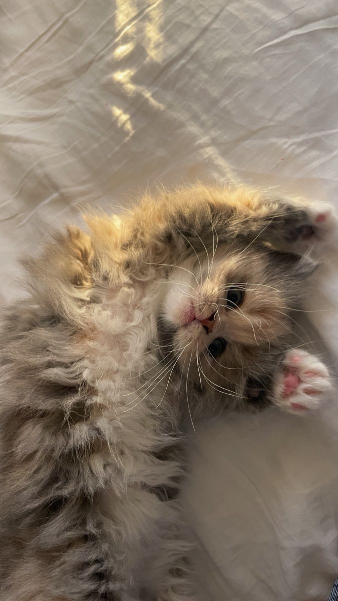 Catsillyness's tweet photo. smol baby https://t.co/FiziXtvz4V