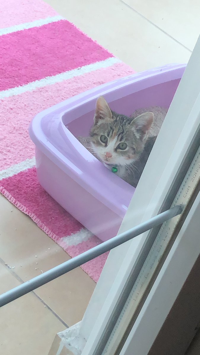 Bıngıl Kaplanı (@pocakedi) on Twitter photo 