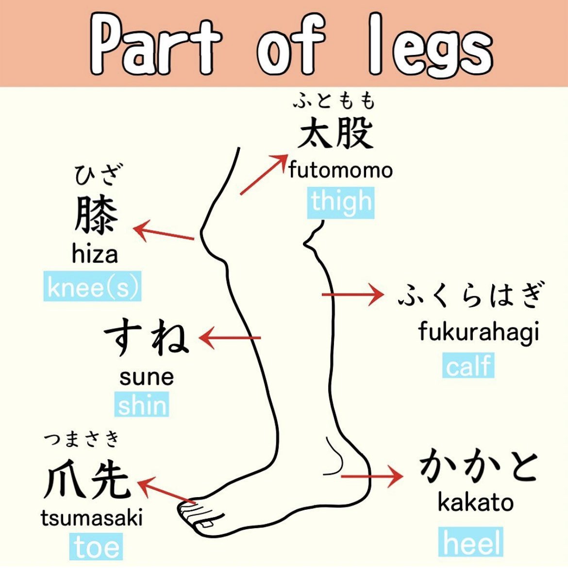 JapaneseSaki's tweet photo. 🦵 https://t.co/BmjmOqrHB2