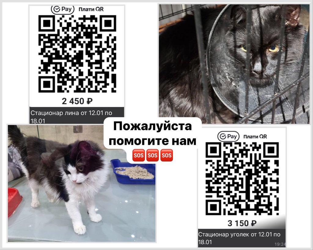 HabondriaA's tweet photo. Пришли счета за лечение Лины и Угля и я очень прошу помощи на оплату стаца🆘🙏
Лечение Рейчел оставило огромный минус в бюджете и продолжается 🆘🆘🆘 сейчас сдаём анализы
Я умоляю о помощи, мне не справиться без вас🙏🆘
89152959043
2200150955359358
Альфа, «ВетПлейс» или «Рейчел» https://t.co/V5yyUCvCAz