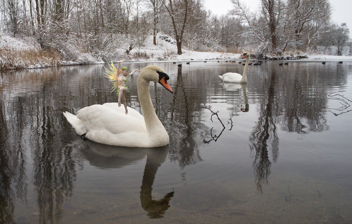JiggeryJackMac's tweet photo. Swans are light bearers &amp; protectors of good spirits (faeries sleep amid their down) They have a great ability to love, &amp; stay with the same mate for life. When a swan is dying it sings a song that only the fae can hear &amp; the music carries its spirit to heaven #FairyTaleTuesday https://t.co/edQeMTbPq8