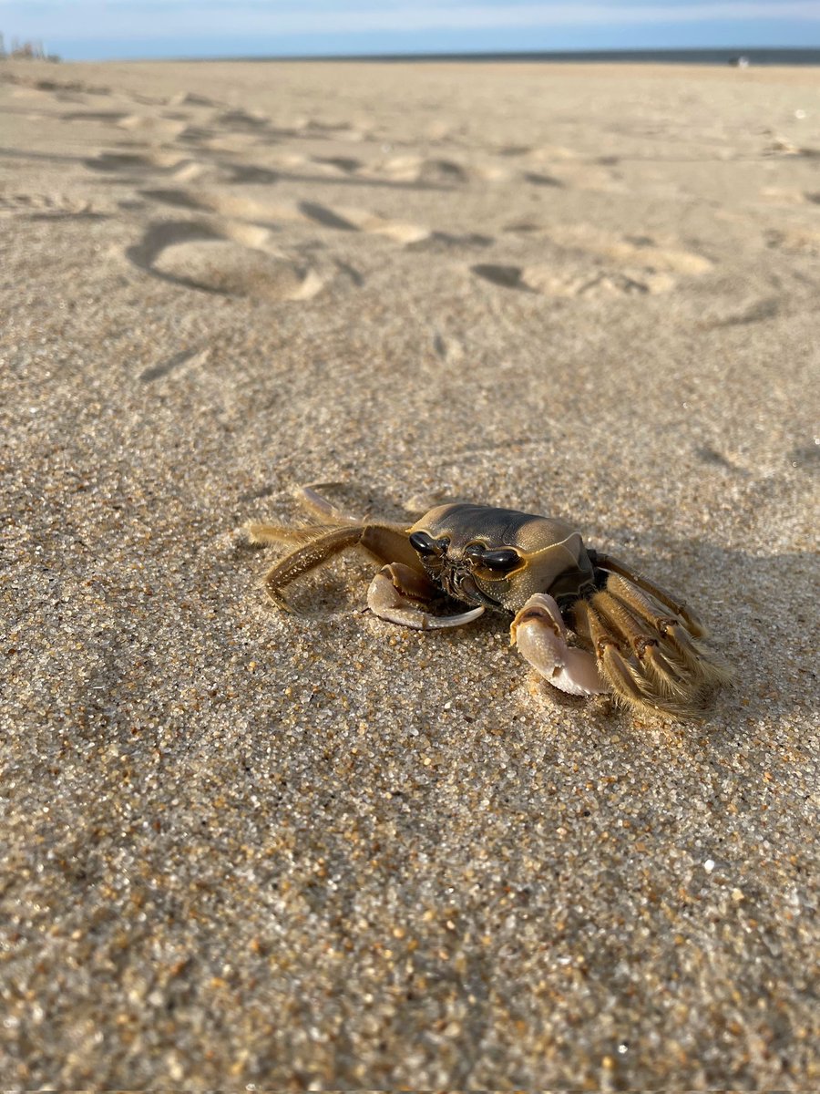 Show your aquatic life photos

#aquaticlife
#photography
#beach