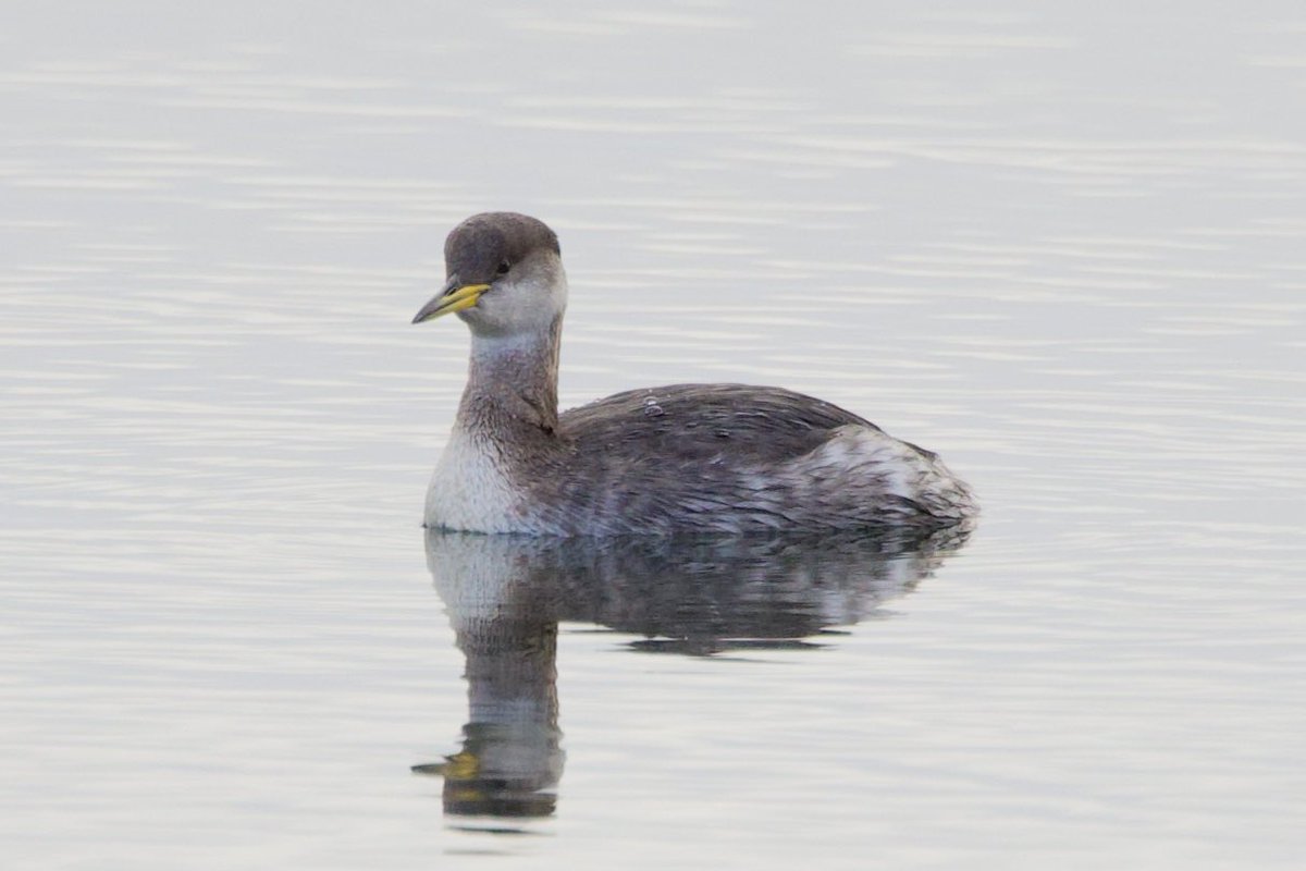 Ring necked Duck and Red necked Grebe today at Llanishen and Lisvane Reservoir
