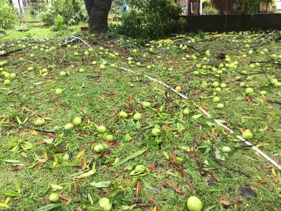 SergeZaka's tweet image. C'était une crainte. Elle est maintenant réalité. L'ensemble des productions et leurs structures ont souffert des vents cycloniques et des pluies associées. Mangue, avocat, banane, cannes, letchi. Tout y passe. Une crise agricole se profile : la calamité agricole doit être vite…