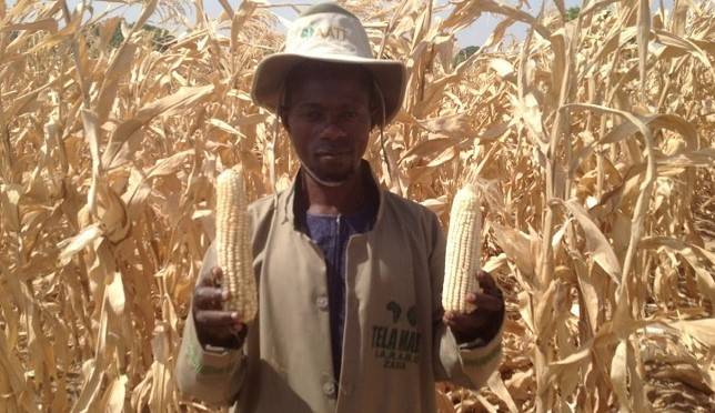 Some stakeholders in the agricultural sector have commended the Federal Government on the release of new TELA maize varieties. bitly.ws/39VuG via EnviroNews