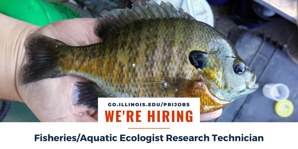 #NowHiring: Fisheries/Aquatic Ecologist Research Technician! 🎣 Join Sam Parr Biological Station in exciting research on sportfish management and invasion biology. Dive into impactful work—apply today at loom.ly/YF6TmrI

#JobOpportunity #ResearchTech #FisheriesEcology